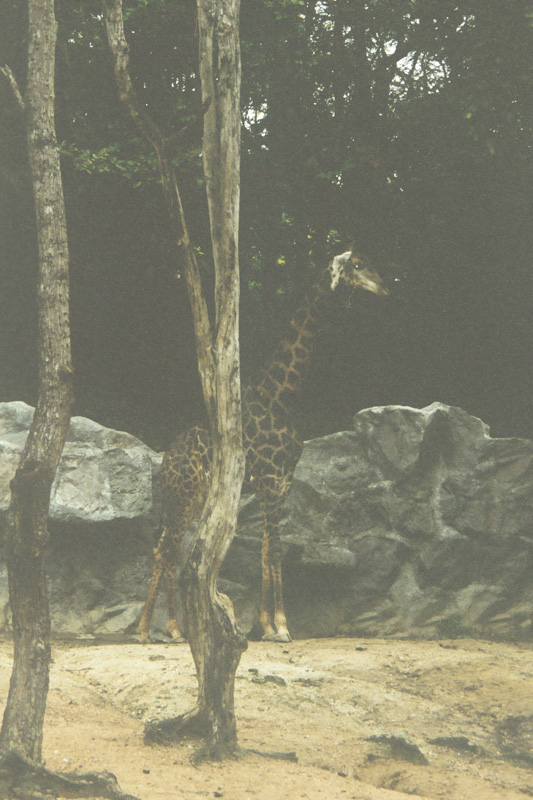 14 zoo