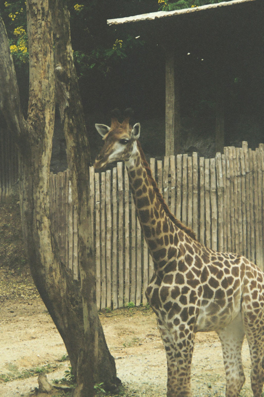 15 zoo
