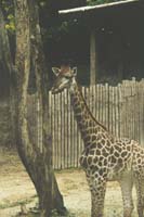15 zoo