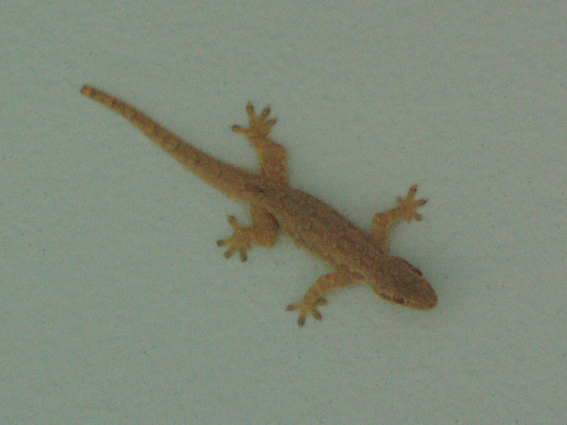 PB130098